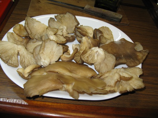 Macrolepiota Procera Parasol